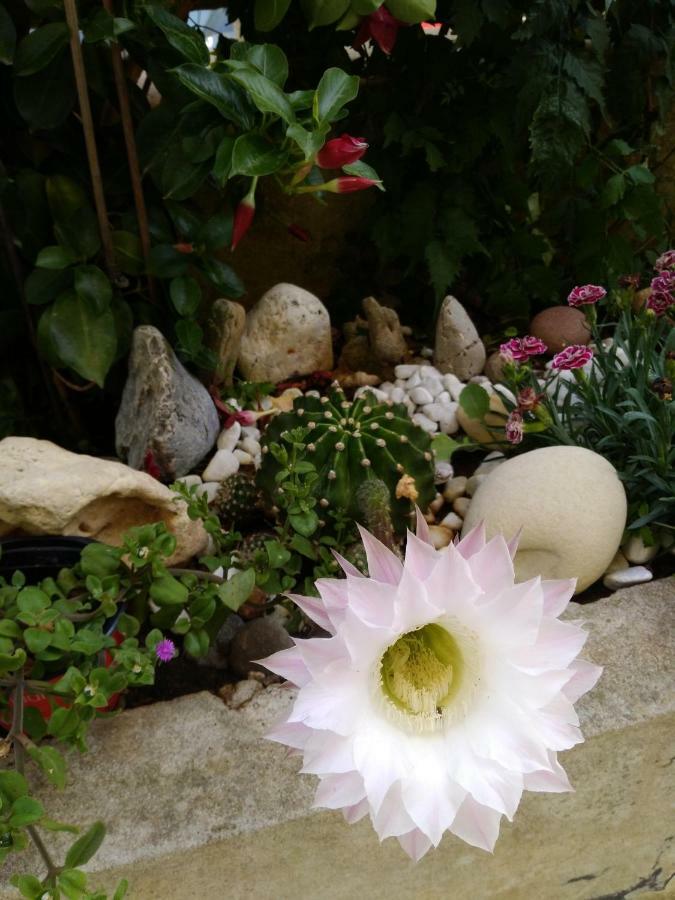 알게로 L'Hibiscus Di Lucia 빌라 외부 사진