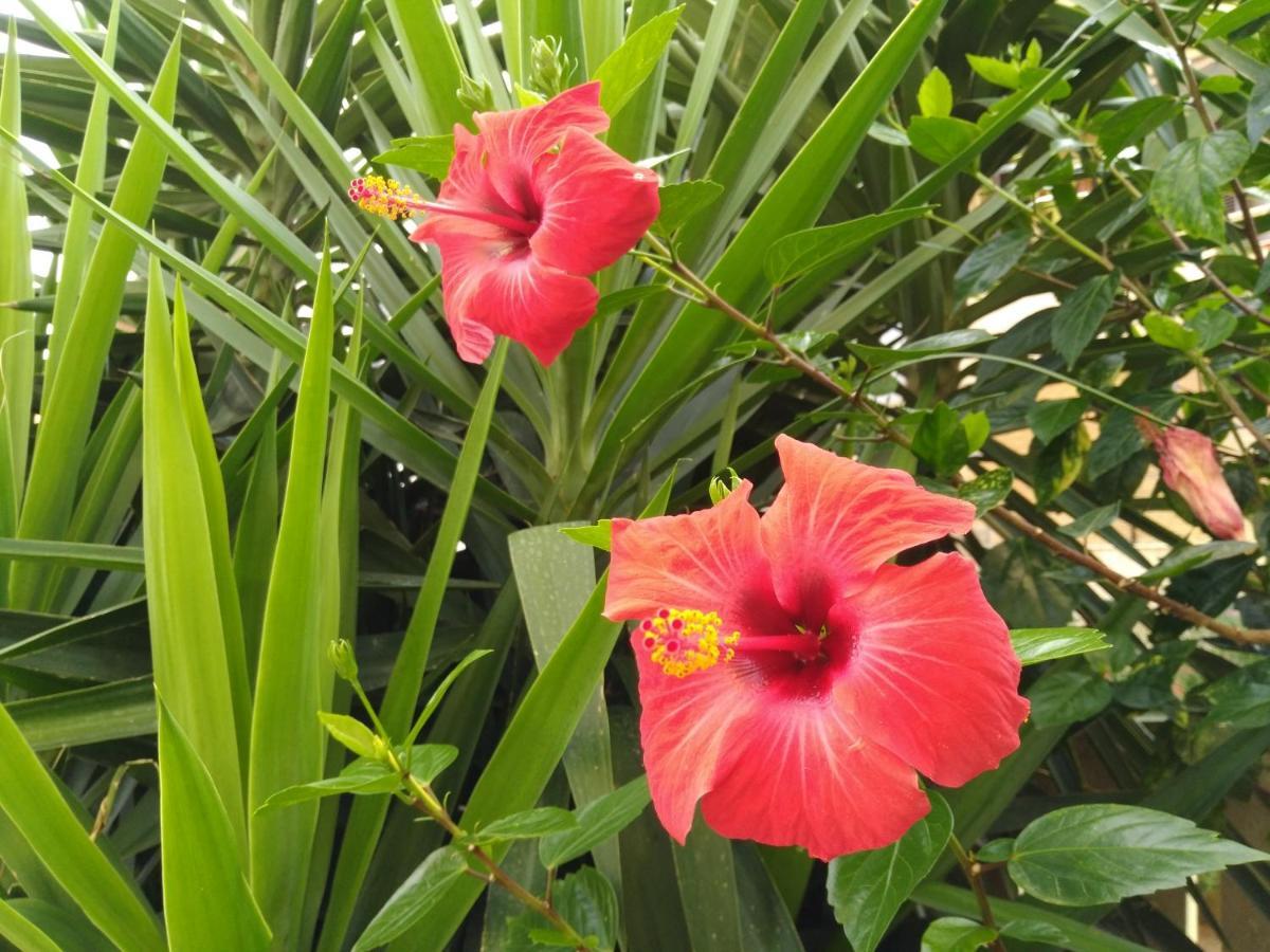 알게로 L'Hibiscus Di Lucia 빌라 외부 사진